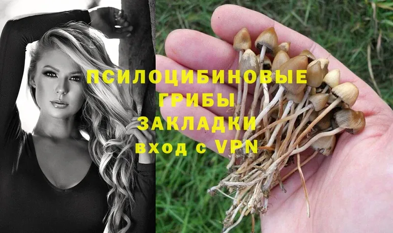 Галлюциногенные грибы Psilocybe  Камень-на-Оби 